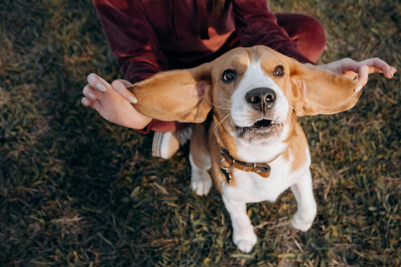 Dog with large ears held open by a person on grass