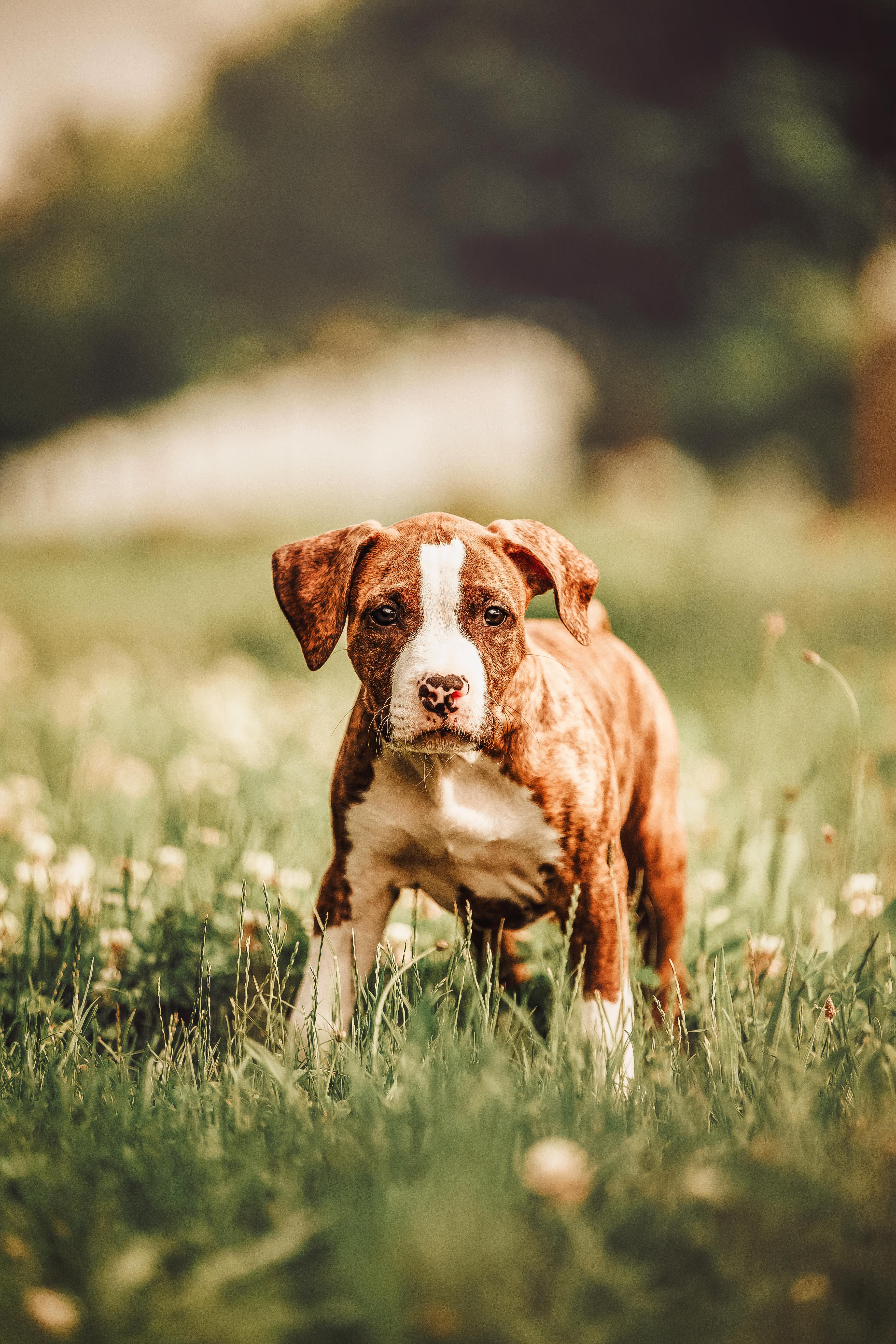 Brown and white dog standing in a grassy field with a blurred background