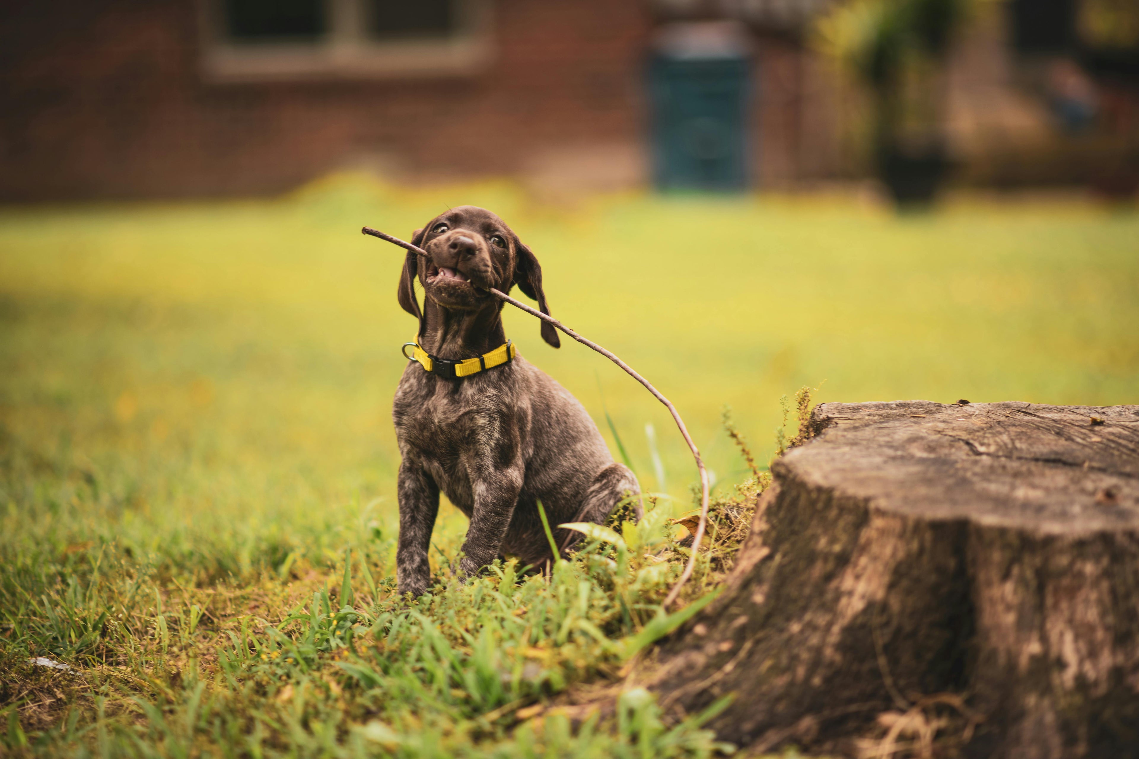 Dog holding a stick in its mouth, standing in a grassy area with a tree stump nearby.