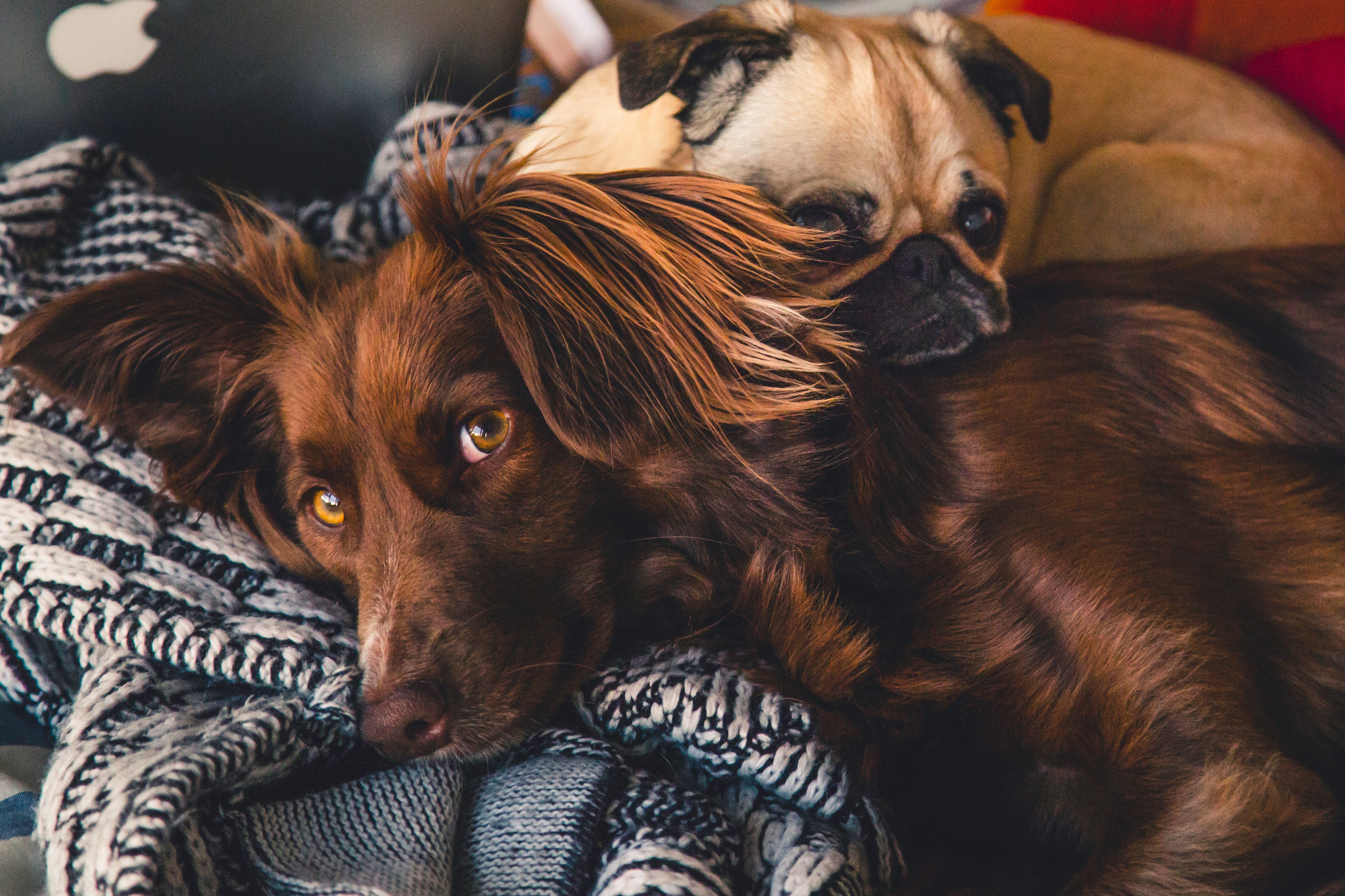 Flatcoat and pup laying on top of each other