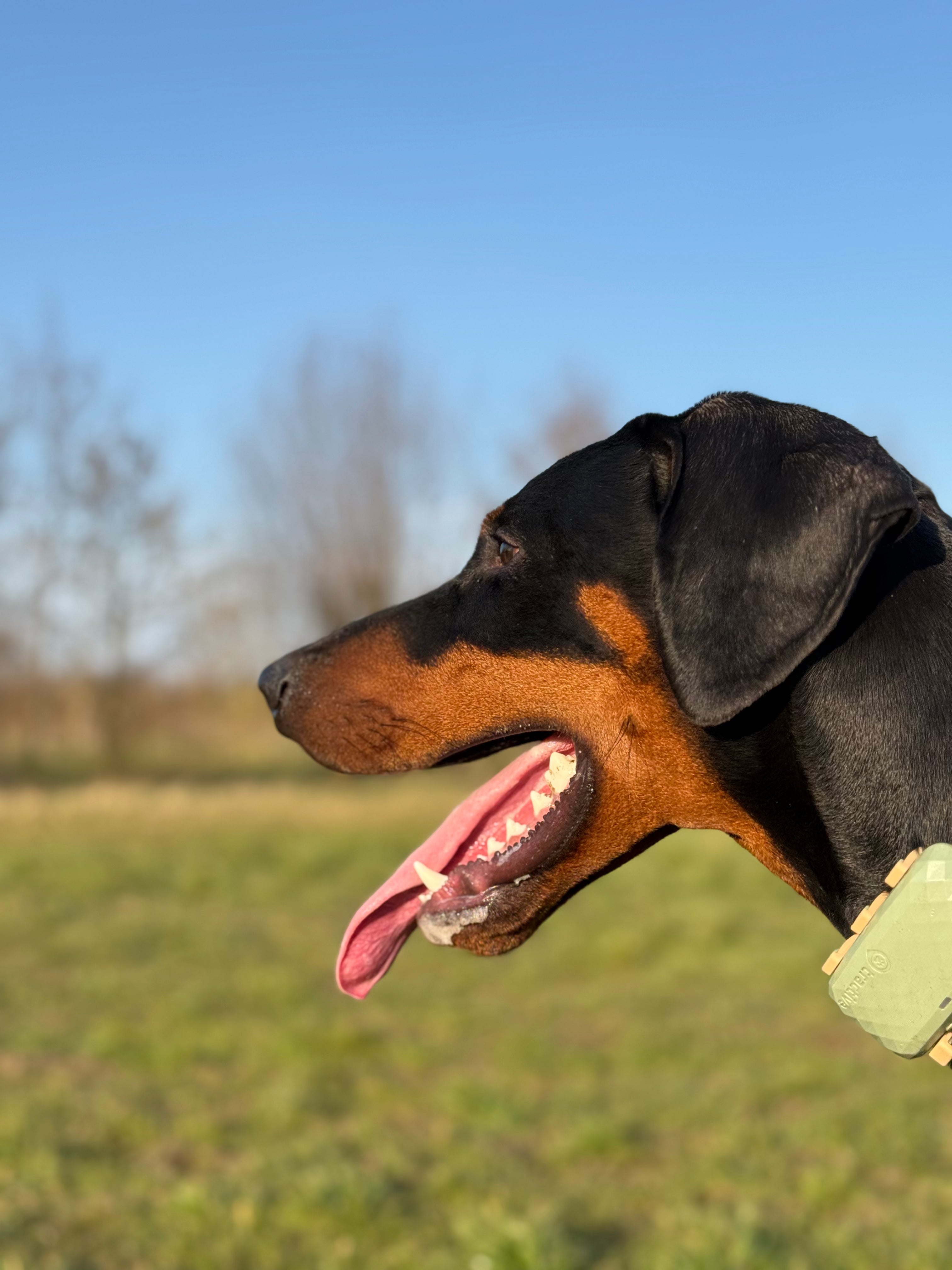 Dog with a green collar in a field with a blue sky