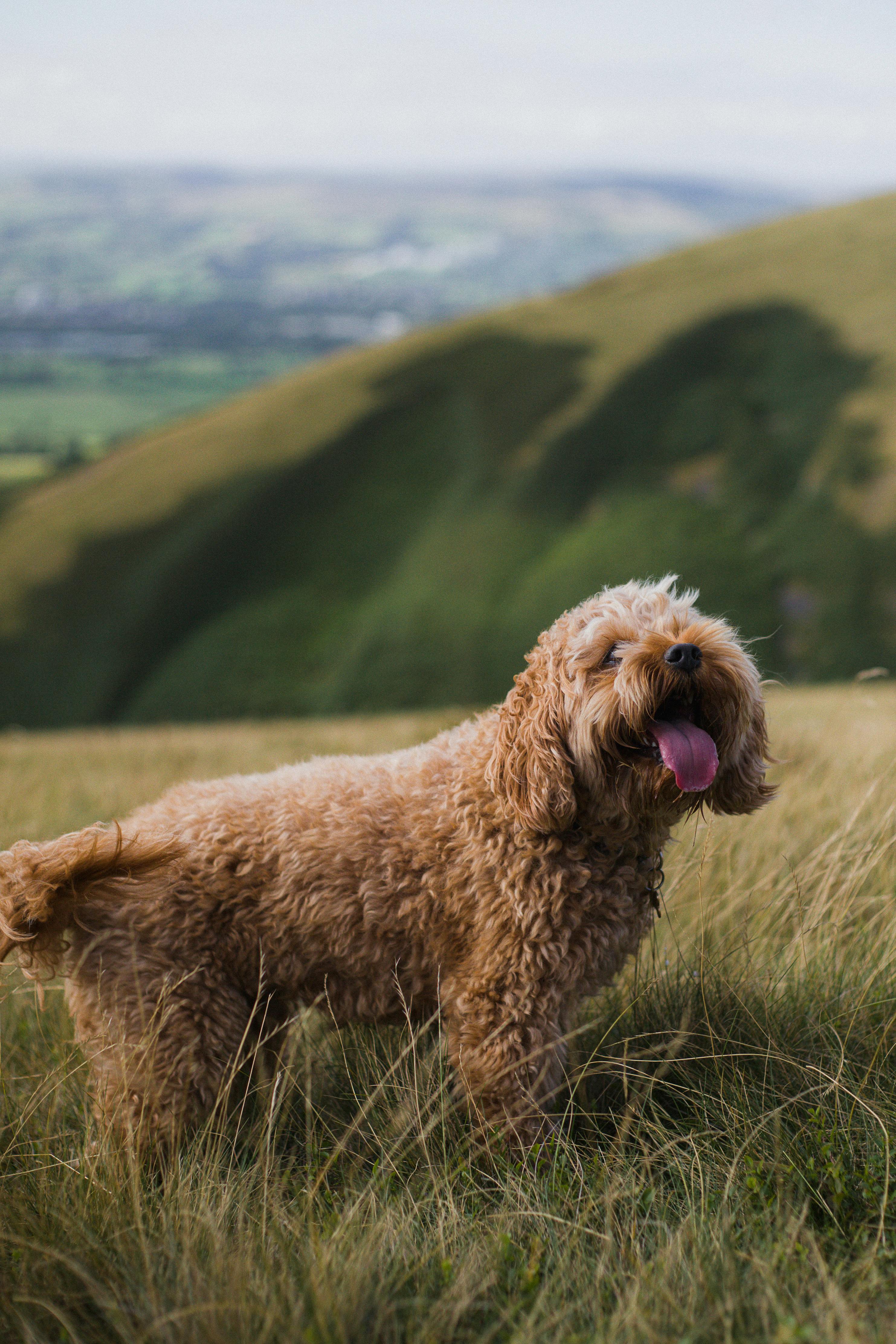 Dog standing on a grassy hill with rolling hills in the background