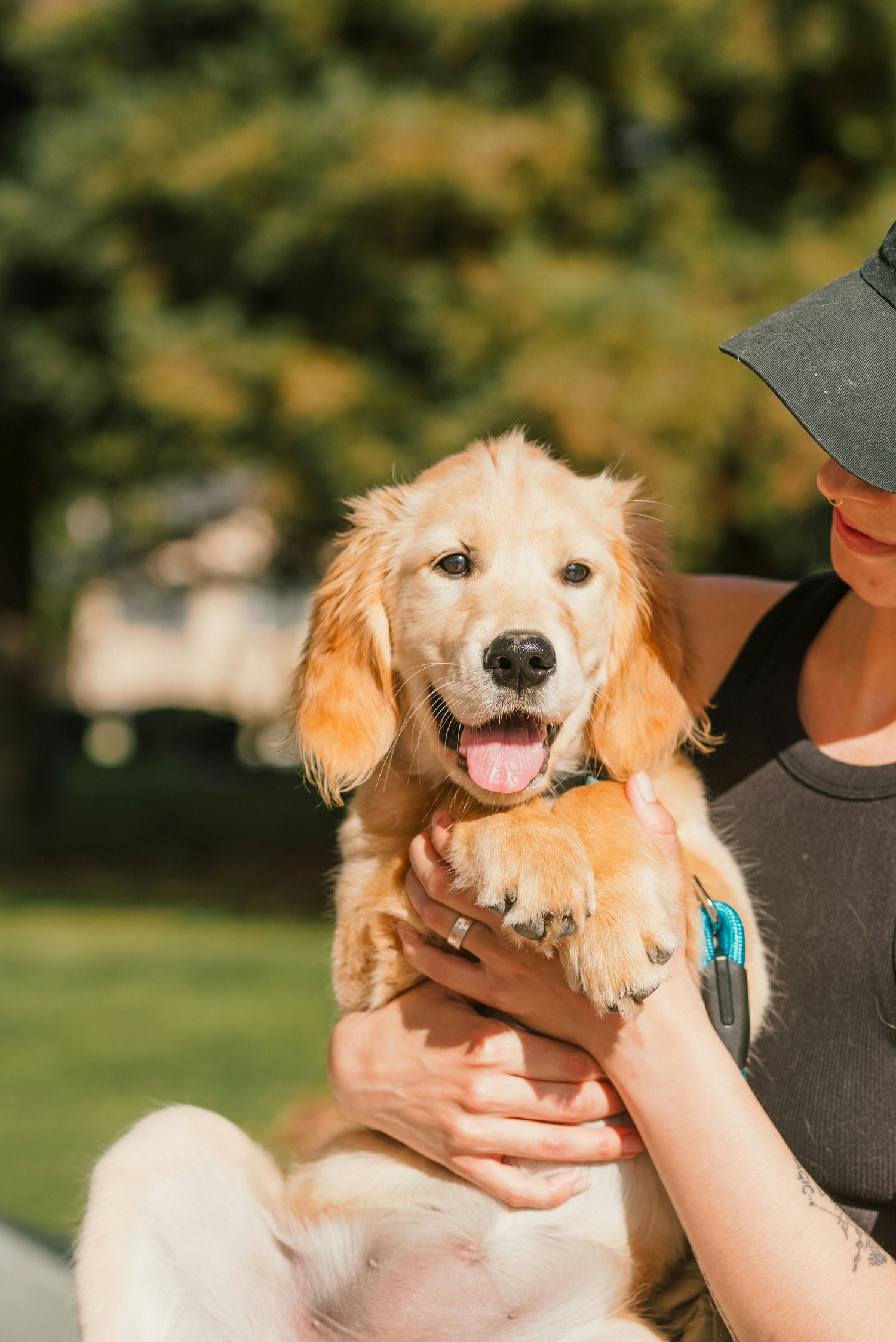 Person holding a golden retriever puppy outdoors with trees in the background

