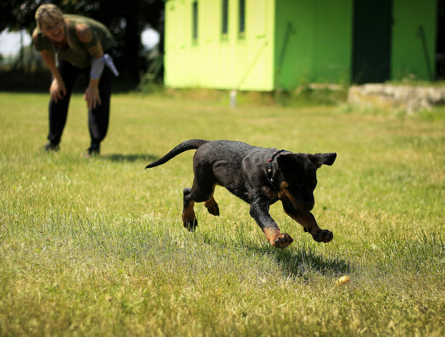 Dog running on grass with a person in the background