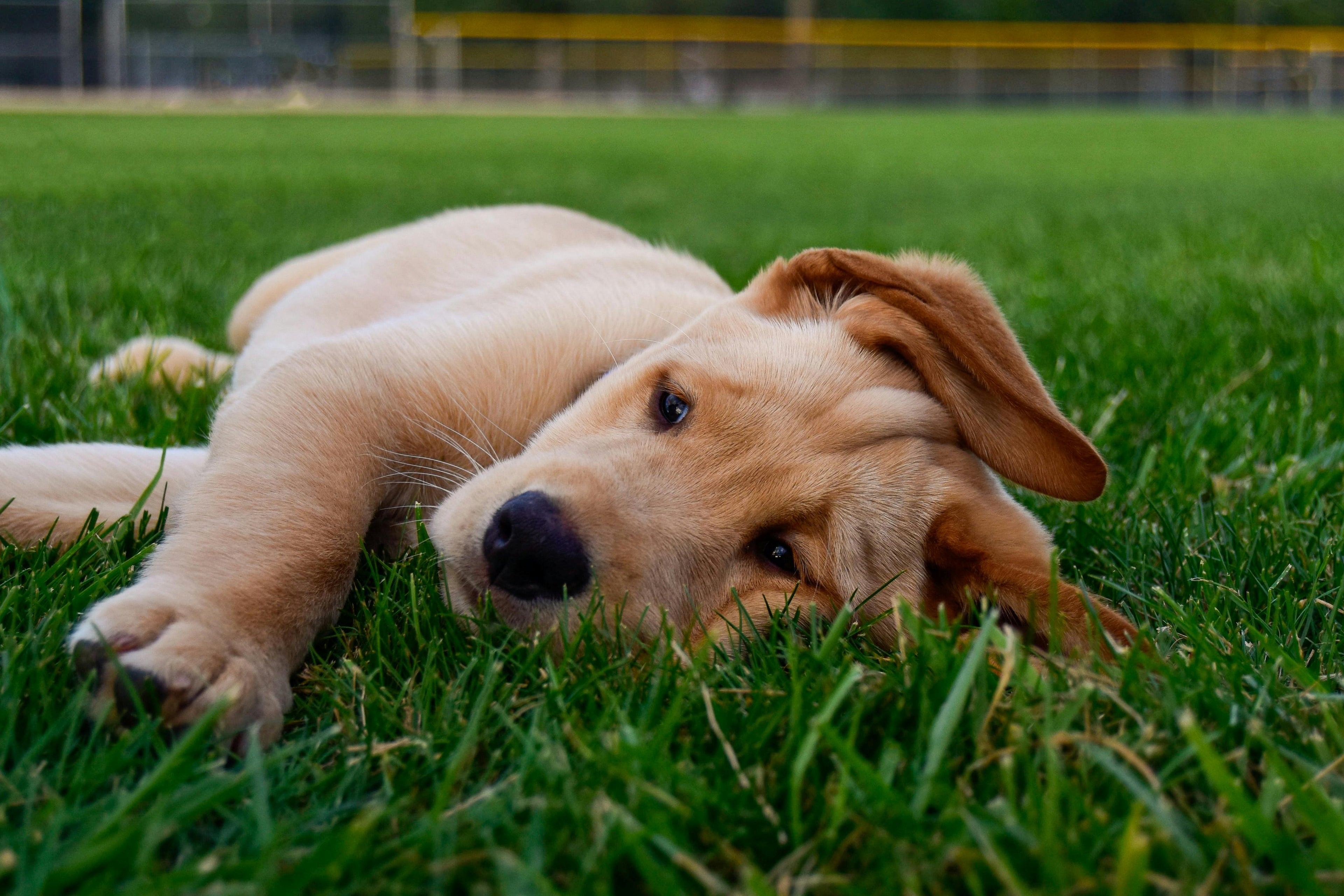 Puppy lying on grass with a blurred background