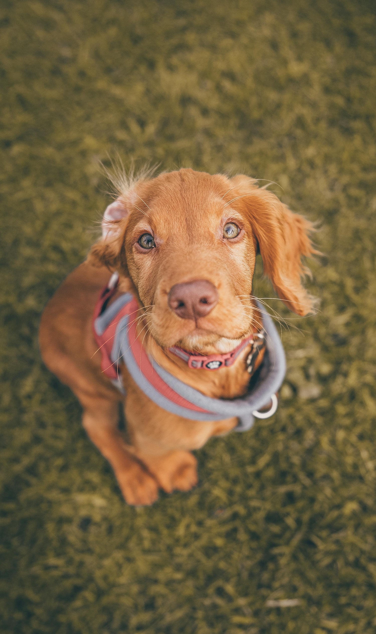 Vizla puppy with collar looking in camera on grass