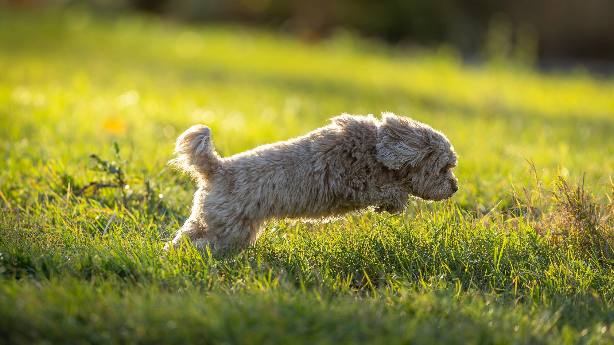 Small dog running on a grassy field with sunlight casting shadows