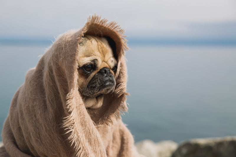 Pug dog covered in blanket thinking 